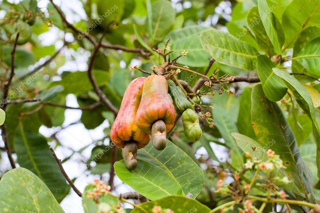 Cashew nuts growing on a tree. — Stock Photo © OlegDoroshenko 24999543