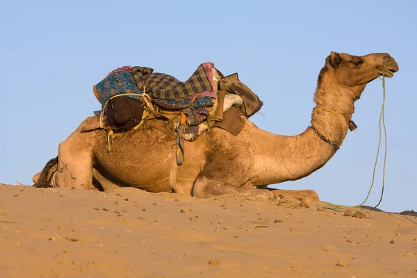 Camelo na Feira de Pushkar, Rajastão, Índia — Fotografia de Stock