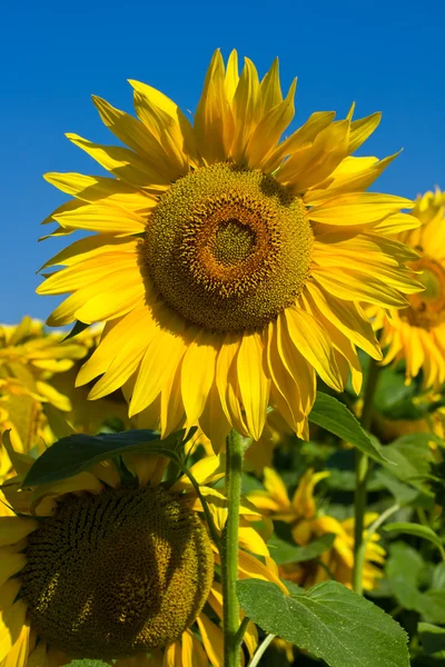 Solros fält under blå himmel — Stockfoto