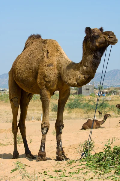 プシュカル公正、ラジャスタン、インドでのラクダ — ストック写真