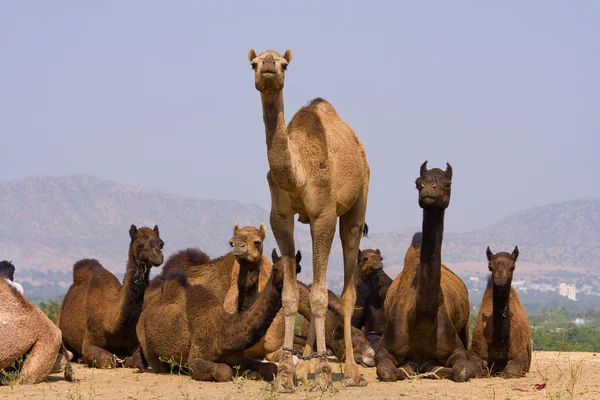 Camel op de pushkar fair, india — Stockfoto