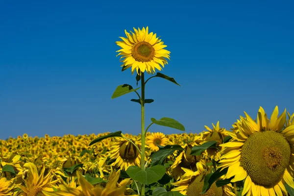 Câmp de floarea soarelui deasupra cerului albastru — Fotografie, imagine de stoc