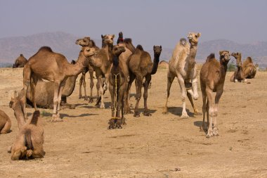 pushkar Fuarı, Hindistan, deve