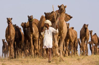 Pushkar rajasthan Fuar (pushkar deve mela), Hindistan