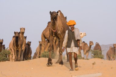 Pushkar rajasthan Fuar (pushkar deve mela), Hindistan