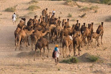 Pushkar rajasthan Fuar (pushkar deve mela), Hindistan