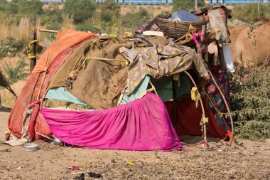 pushkar, Hindistan yakınlarında çölde zavallı alanı