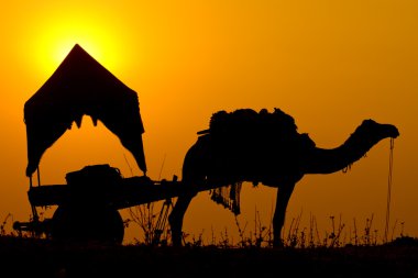 gün batımında siluet deve içinde Hindistan .