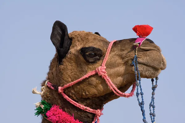Camelo na Feira de Pushkar em Rajasthan, Índia — Fotografia de Stock