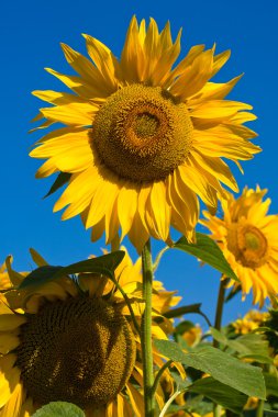 Ayçiçeği alanın üzerine mavi gökyüzü