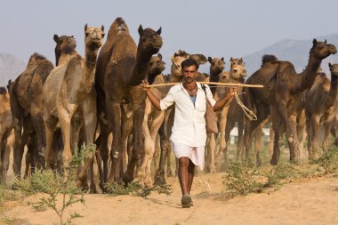 Pushkar deve mela. İstanbul, Türkiye.