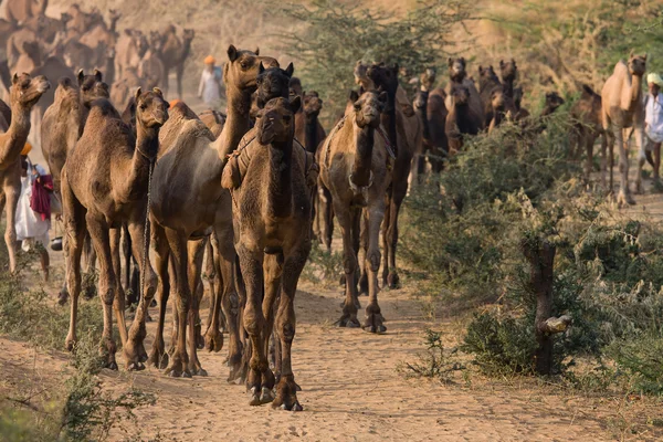 Pushkar camel mela. Rajasthan, Indien. — Stockfoto