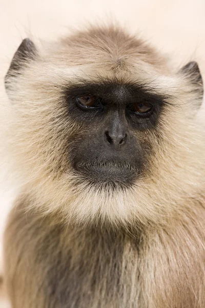 Hanuman langur, Indie — Zdjęcie stockowe