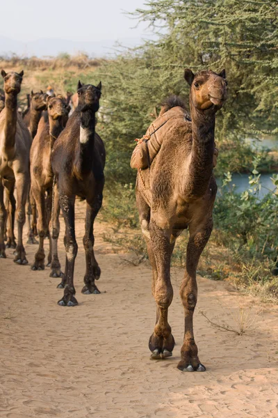 Καμήλα στο pushkar είναι δίκαιη, Ινδία — Φωτογραφία Αρχείου