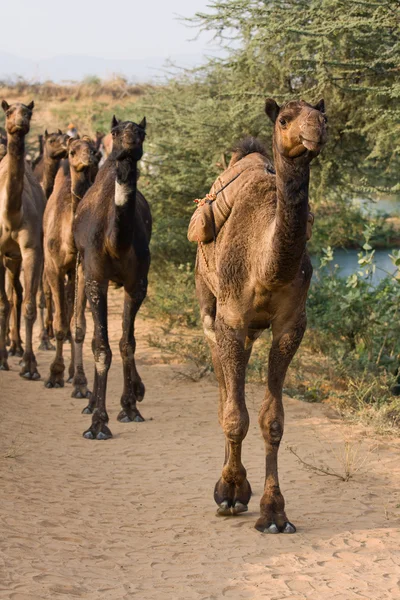 Teve vásáron a Pushkar, India — Stock Fotó