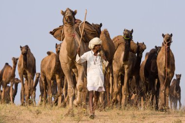Pushkar rajasthan Fuar (pushkar deve mela), Hindistan