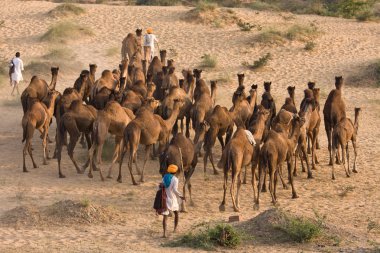 Pushkar rajasthan Fuar (pushkar deve mela), Hindistan