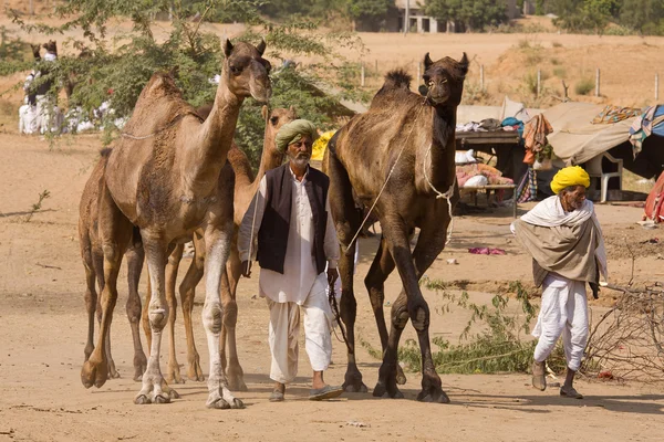 Ярмарка Пушкар (Pushkar Camel Mela) Раджастхан, Индия — стоковое фото