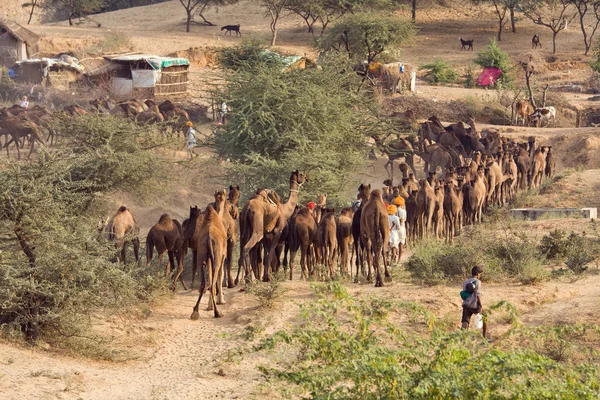 Pushkar fair (pushkar camel mela) rajasthan, indien — Stockfoto