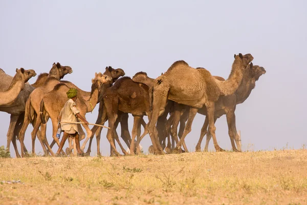 Pushkar veletrhu (Camel Pushkar Mela) Rajasthan, Indie — Stock fotografie