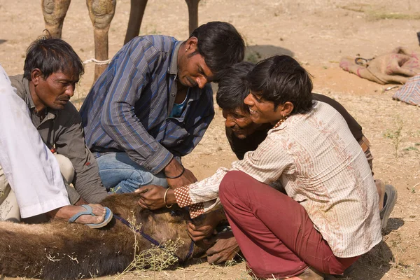 Pushkar rajasthan Fuar (pushkar deve mela), Hindistan — Stok fotoğraf