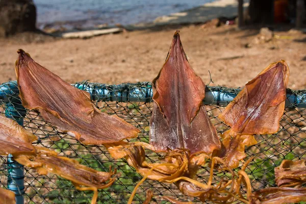 Dry squid — Stock Photo, Image