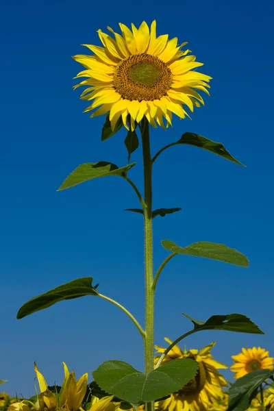 Girasole — Foto Stock