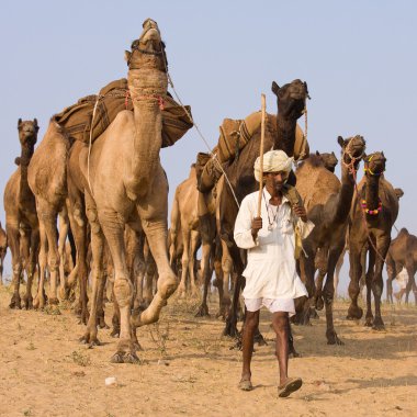 Pushkar rajasthan Fuar (pushkar deve mela), Hindistan