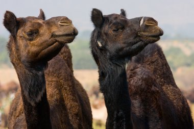 pushkar Fuarı, Hindistan, deve