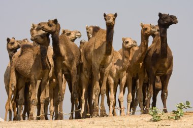 pushkar Fuarı, Hindistan, deve