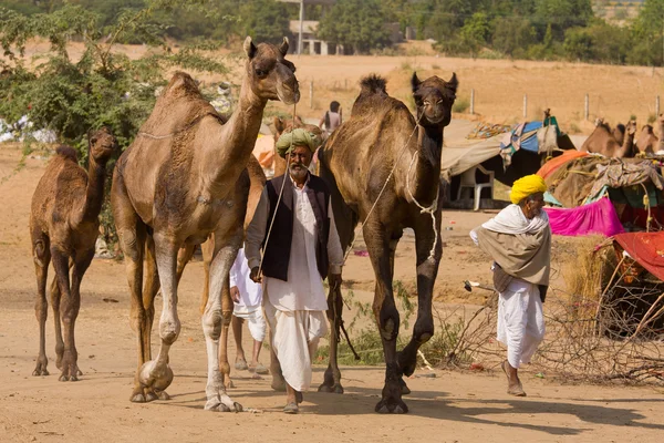 Pushkar fair (pushkar camel mela) rajasthan, Indien — Stockfoto