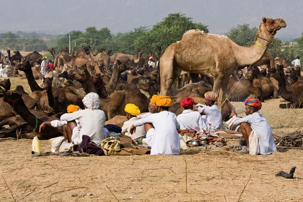 푸쉬 카 르, 인도-11 월 20 일: pushkar, rajasthan, 인도에 2012 년 11 월 20 일 pushkar 낙 타 mela (pushkar 낙 타 공정). 이 박람회는 세계에서 가장 큰 낙 타 무역 박람회. — 스톡 사진