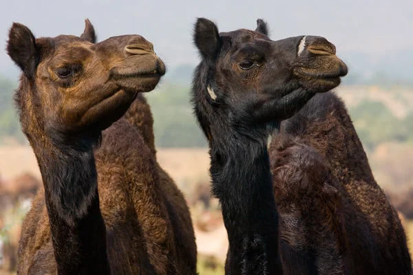 Camello en la Feria de Pushkar, India — Foto de Stock