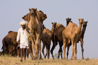 Pushkar rajasthan Fuar (pushkar deve mela), Hindistan