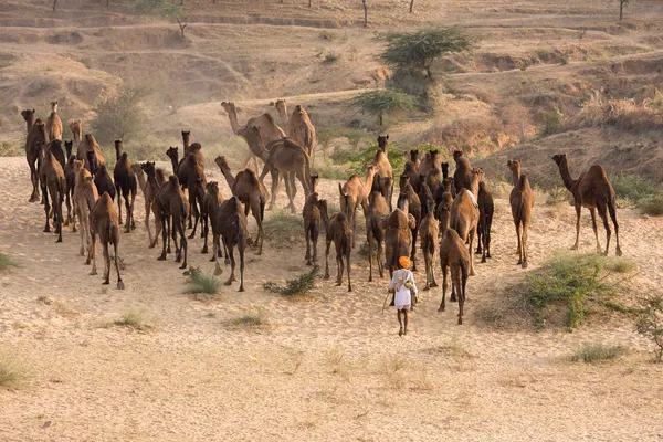 Pushkar veletrhu (Camel Pushkar Mela) Rajasthan, Indie — Stock fotografie