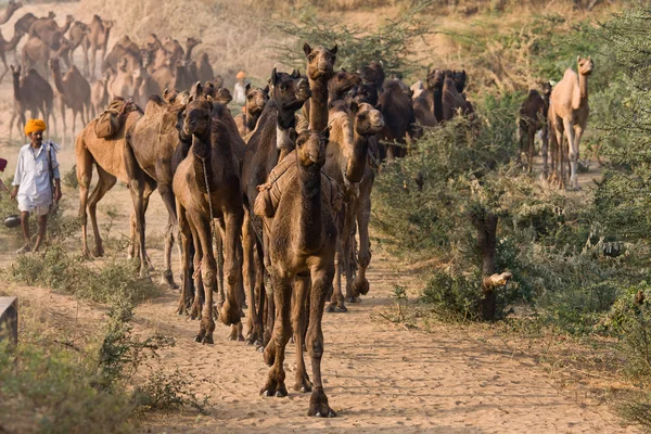 Pushkar rajasthan Fuar (pushkar deve mela), Hindistan