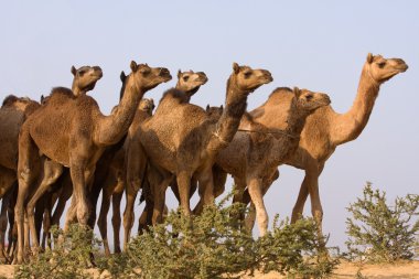 pushkar rajasthan, Hindistan Fuarı, deve