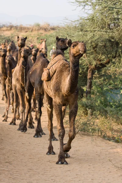 Kamel på pushkar fair, Indien — Stockfoto