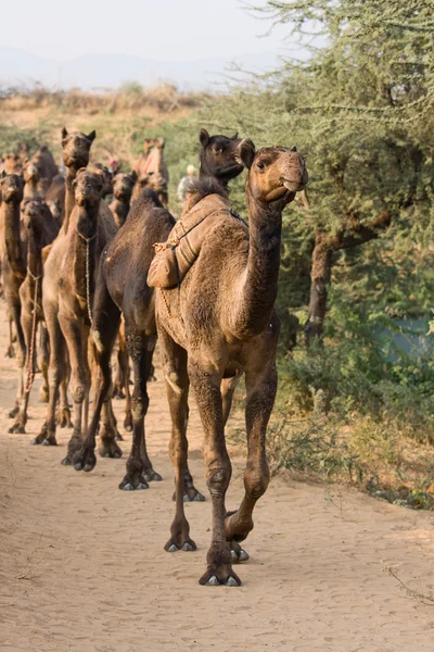 Velbloud v pushkar spravedlivé, Indie — Stock fotografie