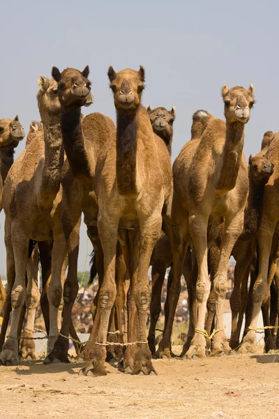 Καμήλα στο το pushkar fair στο Ρατζαστάν, Ινδία — Φωτογραφία Αρχείου