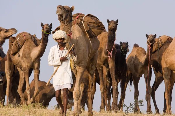 Feira de Pushkar (Pushkar Camel Mela) Rajasthan, Índia — Fotografia de Stock