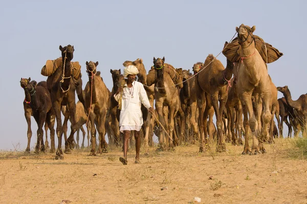 Pushkar fair (pushkar kameel mela) rajasthan, india — Stockfoto