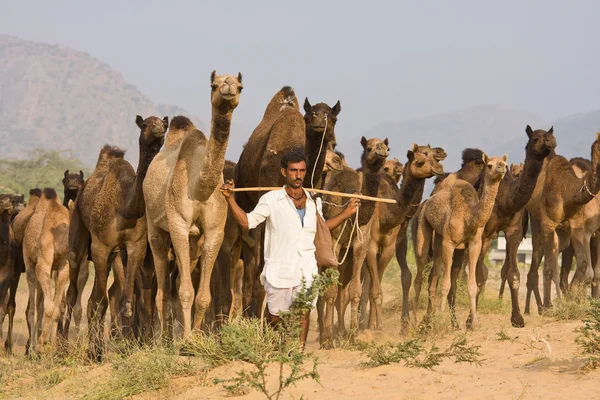 PUSHKAR, ÍNDIA - NOVEMBRO 20: Pushkar Camel Mela (Pushkar Camel Fair) em 20 de novembro de 2012 em Pushkar, Rajastão, Índia. Esta feira é a maior feira de camelos do mundo . — Fotografia de Stock