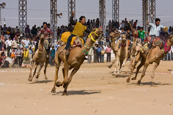 PUSHKAR, INDIA - NOVEMBER 21: Pushkar Camel Mela (Pushkar Camel Fair) on November 21, 2012 in Pushkar, Rajasthan, India. This fair is the largest camel trading fair in the world. In the program of the — Stock Photo, Image
