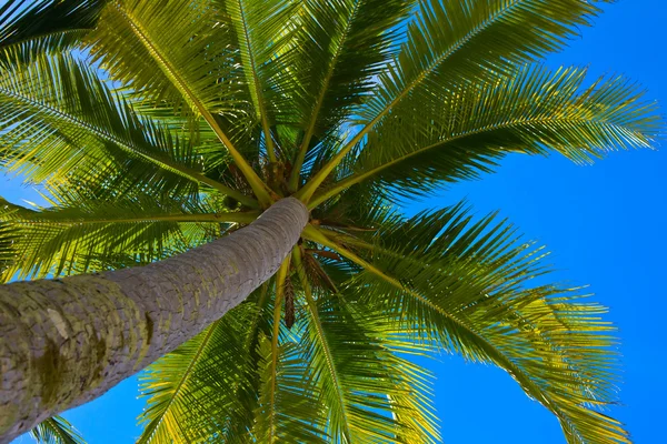 Kokosnötter palm tree — Stockfoto