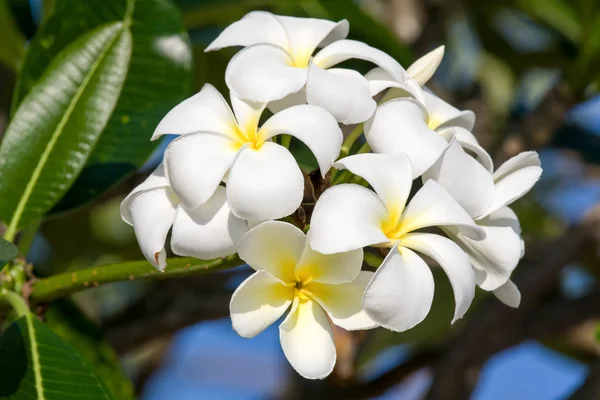 White Frangipani flower ( plumeria ) — Stockfoto