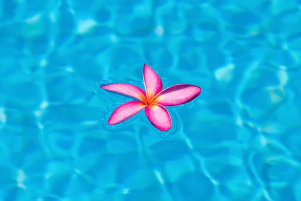 Frangipani rosado tropical flotando en la piscina azul — Foto de Stock