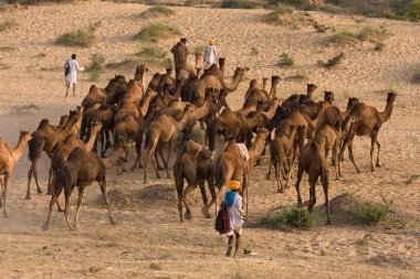 Pushkar rajasthan Fuar (pushkar deve mela), Hindistan