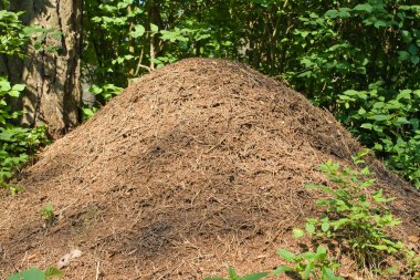 bir ormandaki karınca yuvası