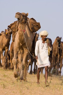 Pushkar rajasthan Fuar (pushkar deve mela), Hindistan